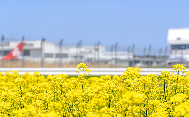 ひこうきの丘 満開の菜の花