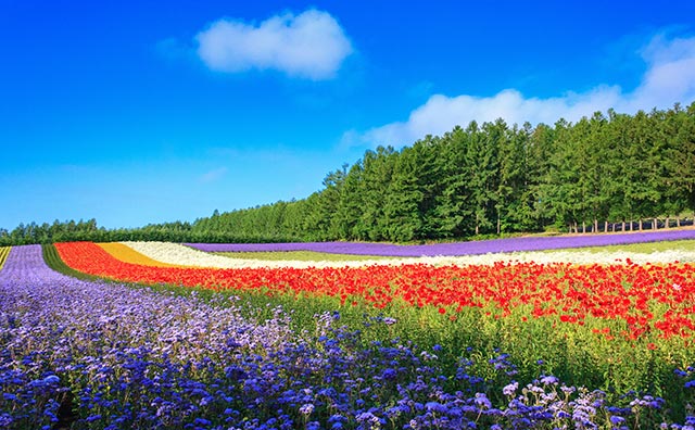 ファーム富田　彩りの畑