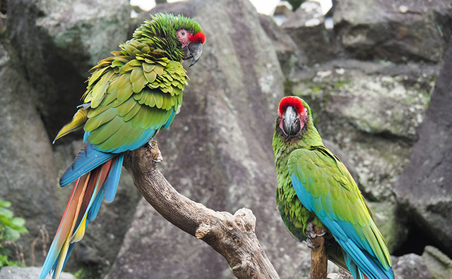 伊豆シャボテン動物公園