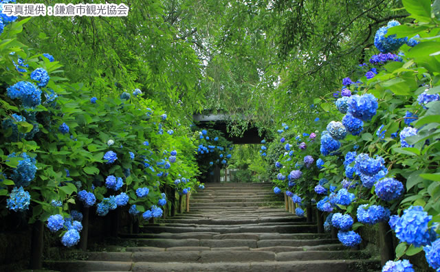 明月院　参道
