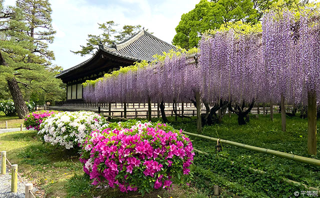 平等院 藤とツツジ ©平等院