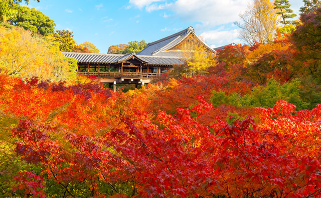 東福寺　紅葉