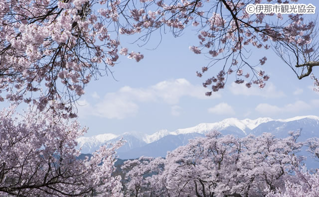 高遠城址公園
