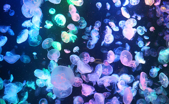 鶴岡市立加茂水族館　クラネタリウム