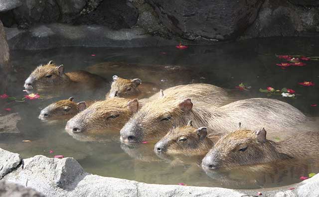 伊豆シャボテン動物公園