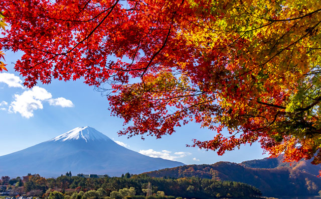 もみじトンネルから見る富士山のイメージ