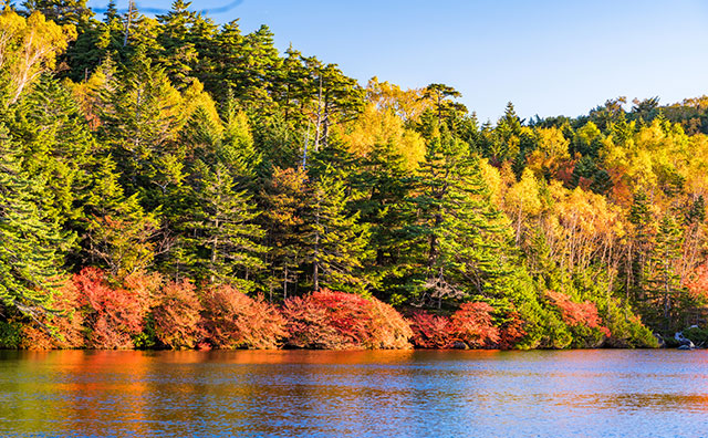 北八ヶ岳 白駒の池の紅葉のイメージ