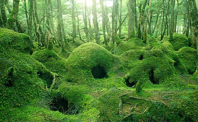 八ヶ岳 苔の森