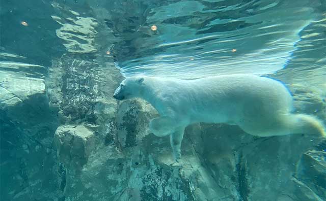 旭山動物園　ほっきょくぐま館