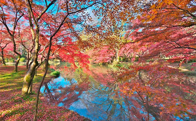 京都府立植物園のイメージ