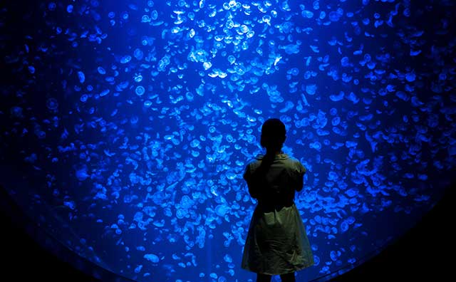 加茂水族館