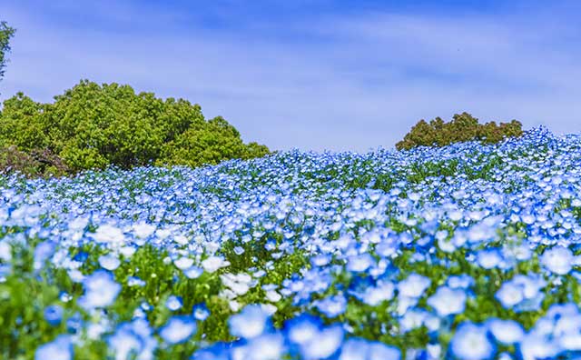国営昭和記念公園