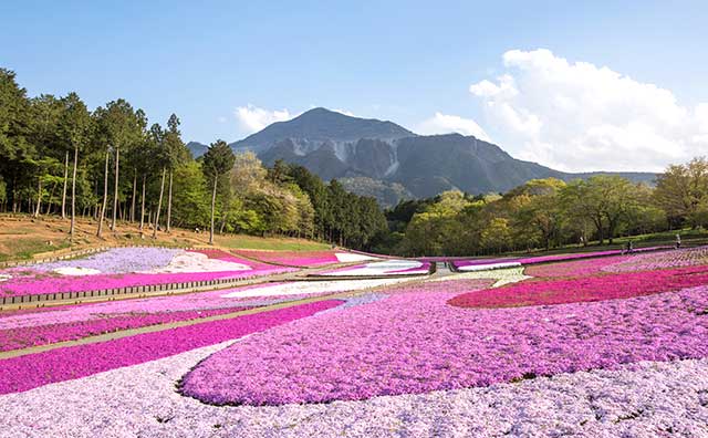 羊山公園　芝桜の丘