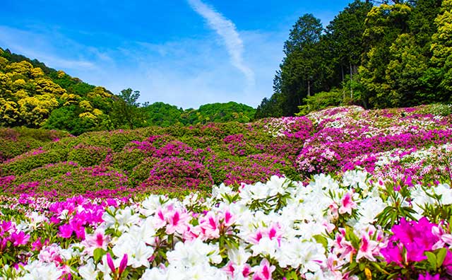 三室戸寺 つつじ園