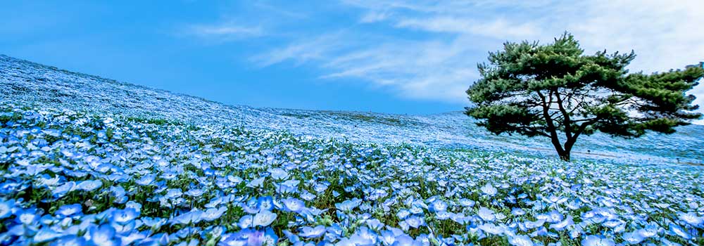 ゴールデンウィークに見頃を迎える花の名所12選【関東・関西エリア】
