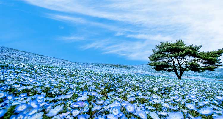 ゴールデンウィークに見頃を迎える花の名所12選【関東・関西エリア】