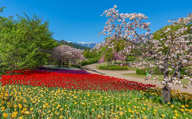 国営アルプスあづみの公園