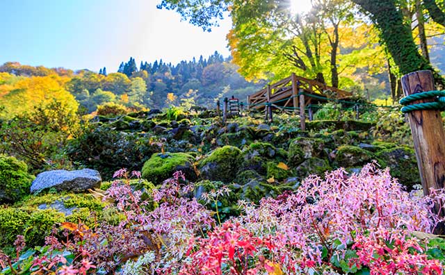 湯沢高原パノラマパーク「高山植物園　アルプの里」