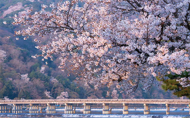 春の嵐山
