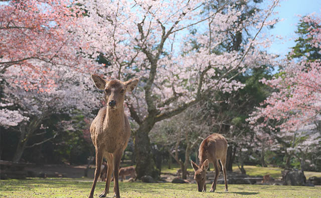 桜の時期の宮島