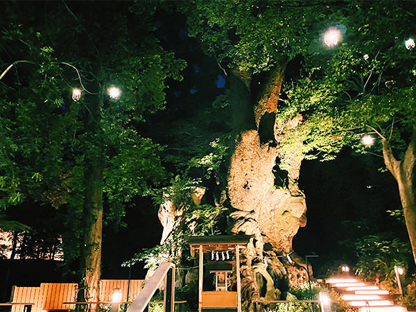 熱海でパワーチャージ！神秘的な夜の來宮神社、ジャカランダの花