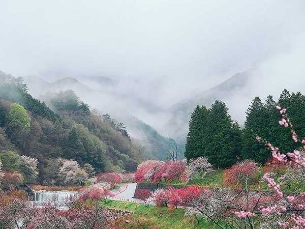 長野・昼神温泉【花桃を眺める】絶景旅。花桃の里～天龍峡大橋へ