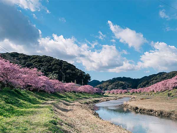 下賀茂温泉「花のおもてなし南楽」河津桜と菜の花を南伊豆で満喫