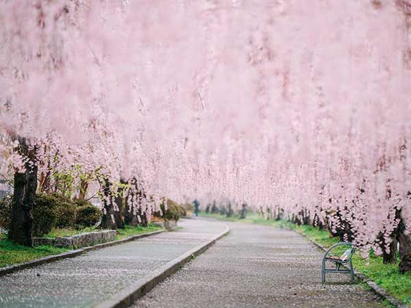 福島県へお花見旅。喜多方にある桜のトンネル「日中線しだれ桜並木」