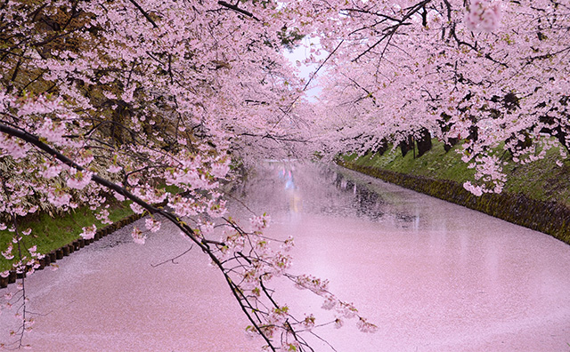 ゴールデンウィーク（GW）の過ごし方 【お花見】弘前公園の桜