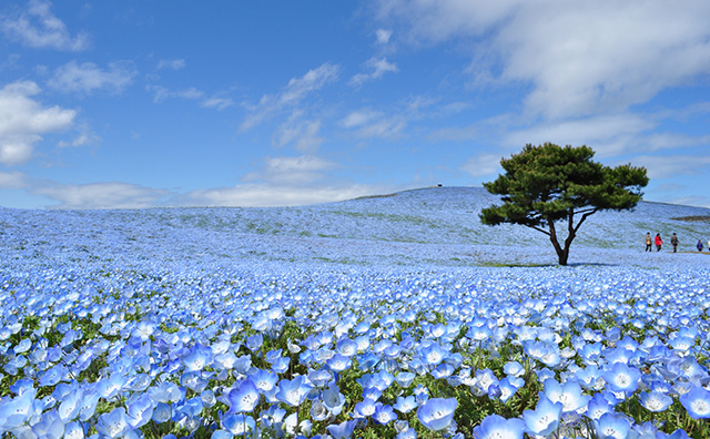 ゴールデンウィーク（GW）の過ごし方 【絶景】ネモフィラ（みはらしの丘）